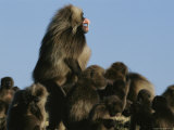 Male Gelada Bares his Teeth as He Stands Guard over his Family Photographic Print