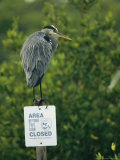 Great Blue Heron on Floridas Gulf Coast Photographic Print