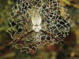 Silver Argiope Spider on its Doily-Like Web Photographic Print
