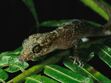 Gecko on a Fern Photographic Print by Tim Laman