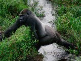 Silverback Western Gorilla Crossing a Stream Lámina fotográfica