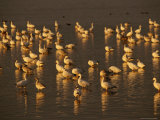 Snow Geese Feeding on Swans Cove Pool at Sunset Photographic Print