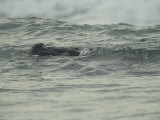 Hippopotamus Swimming in the Atlantic off of Gabons Coast Lámina fotográfica Hippopotamus Swimming in the Atlantic off of Gabons Coast Lámina fotográfica
