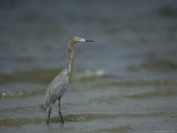Reddish Egret on Floridas Gulf Coast Photographic Print