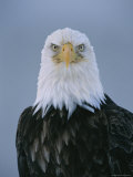 Close View of an American Bald Eagle Photographic Print