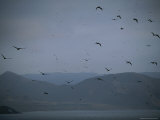 Gulls in Flight above a Saline Lake in the High Andes Photographic Print