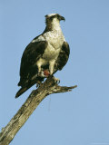 Osprey Perched on a Tree Branch Photographie