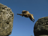 Gelada Leaps Between Two Large Rocks Photographic Print