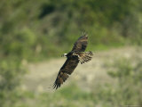 Osprey in Flight Photographic Print by Klaus Nigge