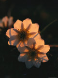Mountain Aven Blossoms Illuminated by Sunlight Photographie