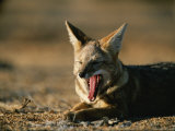 Yawning Desert Fox in the Coastal Region of Chiles Atacama Desert Photographic Print