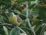 Exotic Dove Or Pigeon Sitting in a Fruit-Filled Tree Photographic Print