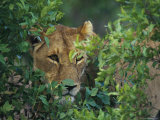 Lioness Peering Out from Behind a Small Bush Photographie