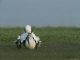 Male Prairie Chicken Fluffing his Feathers in a Mating Display Photographic Print