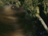 Male Gelada Swishes his Mane Photographic Print