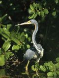 Tricolored Heron on Floridas Gulf Coast Photographic Print by Klaus Nigge
