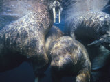 Sun-Dappled Atlantic Walruses Swim near the Waters Surface Photographic Print