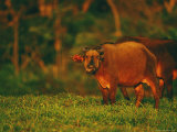 Forest Buffalos Grazing in a Meadow Photographic Print