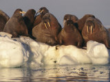 Atlantic Walruses on Pack Ice Photographic Print by Paul Nicklen