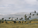 Flock of Common Cranes Taking Flight Photographic Print