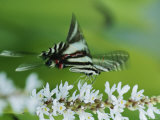 Zebra Swallowtail Butterfly Sips Nectar from a Flower Photographic Print by George Grall