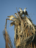 Pair of Ospreys Standing in Their Nest-In-Progress in a Treetop Photographie par Klaus Nigge