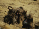 Male Gelada Warns Another Male Not to Come near his Family Photographic Print
