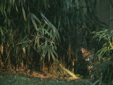 Tiger Cub Looks Shyly Out from Behind a Screen of Bamboo Photographic Print