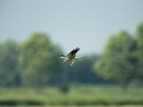 Raptor in Flight with Something in its Talons Photographic Print