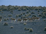 Vicunas Search for Food in the Highlands of the Atacama Desert Photographic Print by Joel Sartore