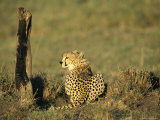 Cheetah on the Plains of Masai Mara Photographic Print