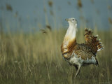 Prairie Chicken Strutting Through a Field of Tall Grass Photographie par Klaus Nigge