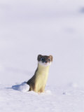 Short-Tailed Weasel Caught by an Early Snow in its Summer Colors Photographic Print by Paul Nicklen