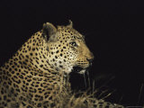 Close View of a Leopard at Night Photographic Print by Kim Wolhuter