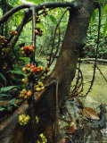 Fig Tree Loaded with Fruit near a Rushing Stream Photographic Print