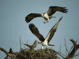 Osprey Landing in its Nest near its Partner Photographic Print by Klaus Nigge