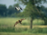 Raptor Catching Something Dropped by Another Raptor Photographic Print