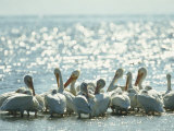 American White Pelicans on Floridas Gulf Coast Photographic Print