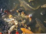 Koi Fish Surface in a Feeding Frenzy at the Missouri Botanical Garden Photographic Print