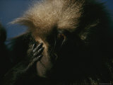 Gelada Grooms the Face of Another Photographic Print