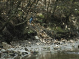 River Kingfisher Sitting on a Tree Branch over a Stream Lámina fotográfica