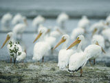 American White Pelicans on Floridas Gulf Coast Photographic Print