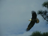American Bald Eagle in Flight Photographic Print