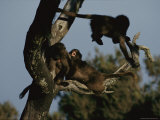 Juvenile Geladas Frolic about in the Branches of a Tree Photographic Print