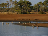 Canada Geese and Resting Ducks at the Edge of a Marsh Photographic Print