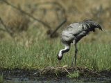 Common Crane Standing on her Nest Checking her Eggs Photographic Print