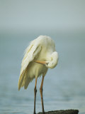 Great Blue Heron during its White Phase in the Everglades Photographic Print
