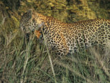 Leopard Kills an Impala in Search of a Meal Photographic Print by Kim Wolhuter