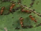 Honey Ants Gather Honey Dew Secreted by Aphids the Ants Farm Photographic Print