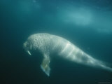Sunlight Illuminates a Walrus Swimming Amongst Drifting Ice Pack Photographic Print